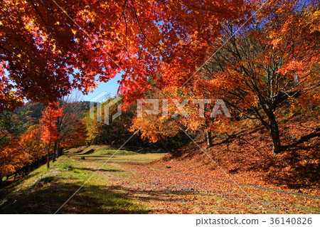 November Momiji lake 14 colored leaves festival 36140826