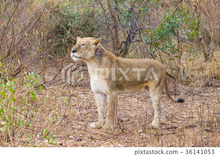 Lion from Kruger National Park, South Africa Lion from Kruger National Park, South Africa 36141053