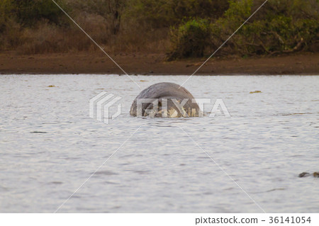 Dead hippo on Kruger lake Dead hippo on Kruger lake 36141054
