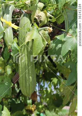 chi間 chi間 36141184