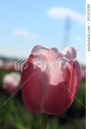 鬱金香 鬱金香 36141896