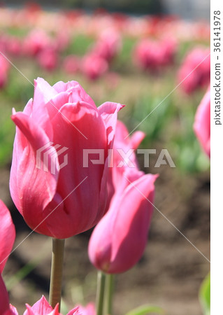 Tulip Tulip 36141978