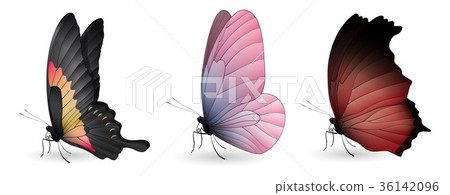 Set of colorful realistic butterflies 36142096
