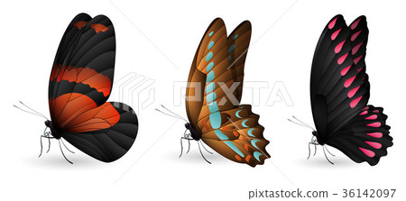 Set of colorful realistic butterflies 36142097