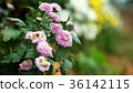 Miaoli Tonglu Hang Chrysanthemum 36142115