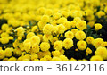 Miaoli Tonglu Hang Chrysanthemum 36142116