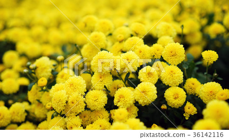 Miaoli Tonglu Hang Chrysanthemum Miaoli Tonglu Hang Chrysanthemum 36142116
