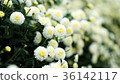 Miaoli Tonglu Hang Chrysanthemum 36142117