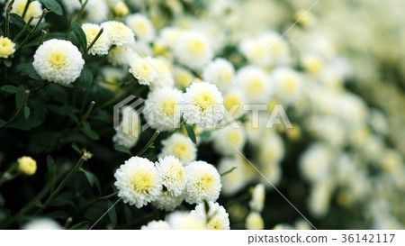 苗栗銅鑼杭菊 苗栗銅鑼杭菊 36142117