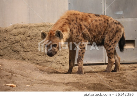 hyena, hyenas, spotted hyena 36142386