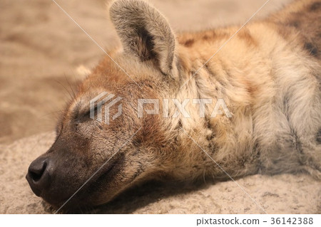 hyena, hyenas, spotted hyena 36142388