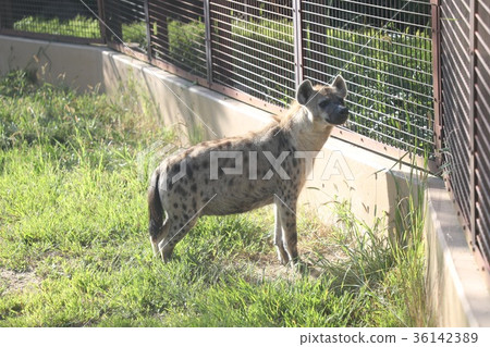 hyena, hyenas, spotted hyena 36142389