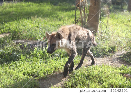 hyena, hyenas, spotted hyena 36142391