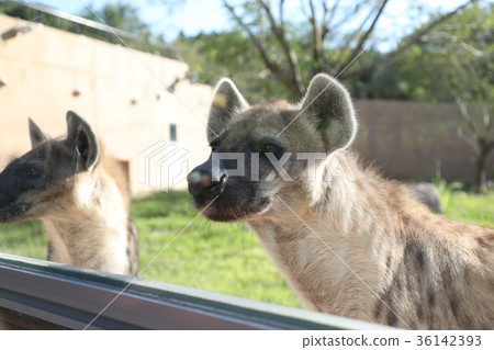 hyena, hyenas, spotted hyena 36142393