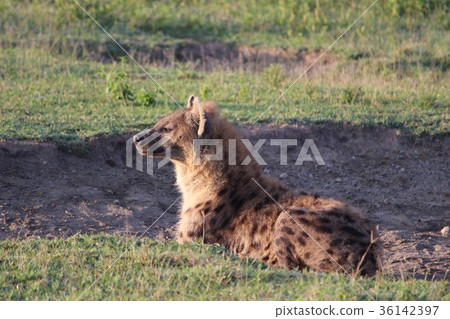 hyena, hyenas, spotted hyena 36142397