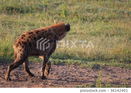 鬣狗 斑鬣狗 動物 36142401