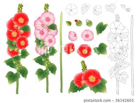 Alcea Rosea Outline  - hollyhocks Alcea Rosea Outline  - hollyhocks 36142603