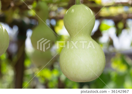 Gourd Gourd 36142967