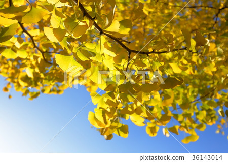 Autumn leaves of ginkgo biloba 36143014