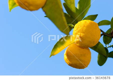Citron Citron 36143678