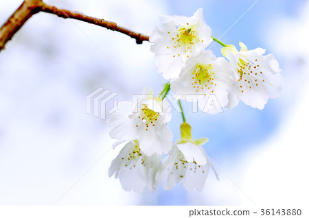 福爾摩沙櫻 36143880