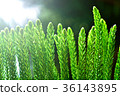 綠意 植物 陽光 36143895