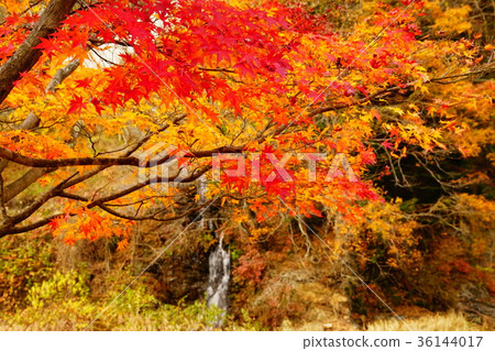 Autumn leaves of the Tamba River Autumn leaves of the Tamba River 36144017