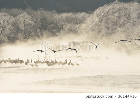 Tancho（北海道·Tsurui）從被冰包圍的棲息處飛行 36144416