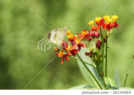 金冠，大白菜 36144464