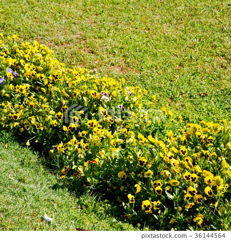 the flowers and garden the flowers and garden 36144564