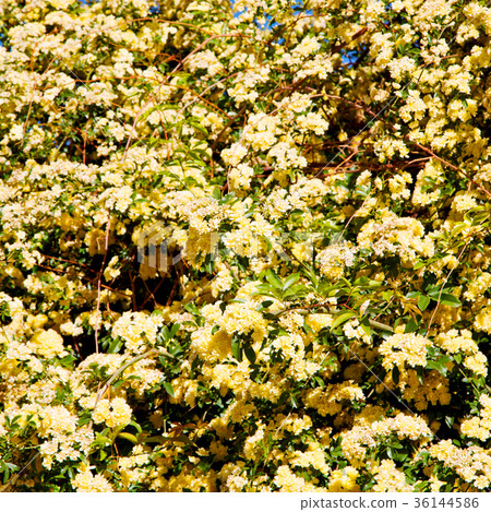 the flowers and   garden 36144586