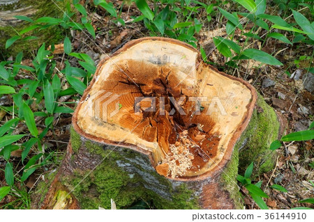 stump. 36144910