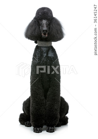 beautiful black poodle dog isolated on white beautiful black poodle dog isolated on white 36145247