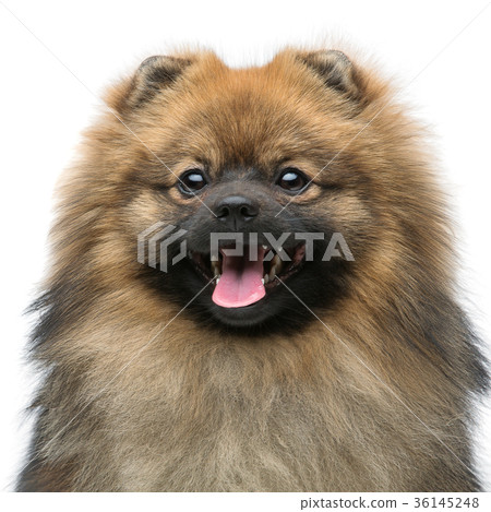 beautiful spitz dog on grey background beautiful spitz dog on grey background 36145248