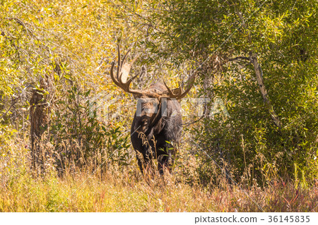 Bull Moose in the Fall Rut 36145835