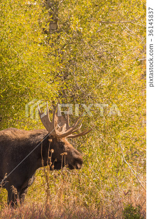 Bull Moose in the Fall Rut 36145837
