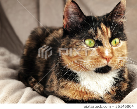 cat cat 36146804