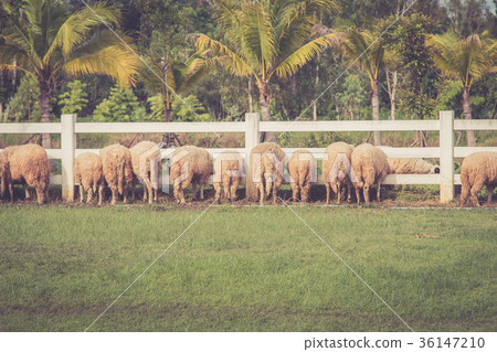 Sheep eating at the edge of the white fence. Sheep eating at the edge of the white fence. 36147210