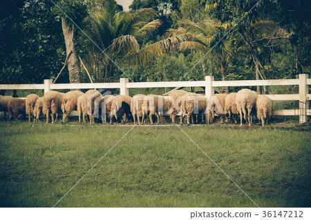 Sheep eating at the edge of the white fence. Sheep eating at the edge of the white fence. 36147212