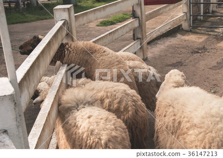 Sheep eating at the edge of the white fence. Sheep eating at the edge of the white fence. 36147213