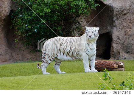 white tiger -  white bengal tiger in zoo 36147348