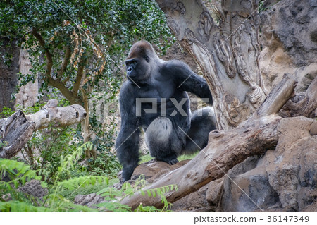 gorilla monkey , silverback gorilla in nature 36147349