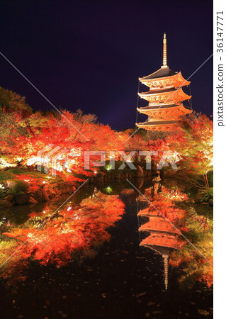 Toji夜視圖秋葉 36147771