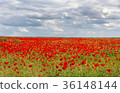 field of red poppies and the cloud sky 36148144