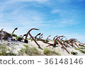 Anchor cemetery at the Barril beach 36148146