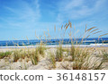 landscape dune flora  36148157