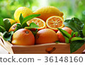 ripe oranges group  36148160