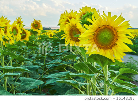 Sunflowers blooming against a bright sky. Sunflowers blooming against a bright sky. 36148193