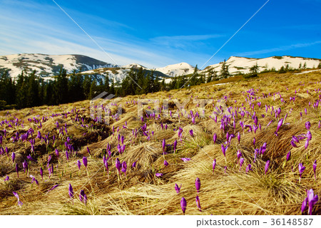 Landscape with crocuses 36148587