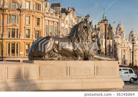 Statue of Lion in gold light on Trafalgar Square Statue of Lion in gold light on Trafalgar Square 36148864